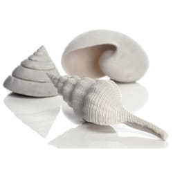 Sam Baker Ornamental Sea Shells Pk3 White