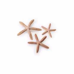 biOrb Starfish Set, Natural