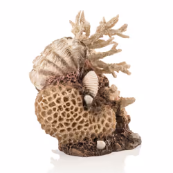 biOrb Coral Shell Ornament Natural