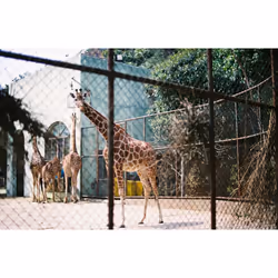 Lomography Color Negative 400 ISO 35mm 3 Pack