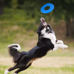 Nerf Dog Rubber Tire Flyer Dog Toy  Flying Disc  Lightweight  Durable  Floats in Water  Great for Beach and Pool  10 Inch Diameter  for Medium/Large B