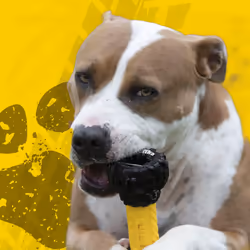 Tonka Axle Tread Dog Toy with Interactive Feeder, Lightweight, Durable and Water Resistant, 7 Inches, for Medium/Large Breeds, Single Unit, Yellow/Bla