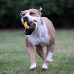 Tonka Rubber 3-Ring Tug Dog Toy  Lightweight  Durable and Water Resistant  7.5 Inches  for Medium/Large Breeds  Single Unit  Yellow/Black