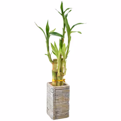 5-Stem Lucky Bamboo Live Indoor Plant in Aged Wood Planter for Home Work or Gift Light ***Cannot Ship to Hawaii**