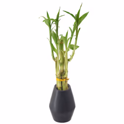 Arcadia Garden Products 5-Stem Lucky Bamboo  Live Indoor Plant in Dimension II Ceramic Planter for Home  Work  or Gift  Black ...