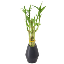 Arcadia Garden Products 5-Stem Lucky Bamboo  Live Indoor Plant in Dimension II Ceramic Planter for Home  Work  or Gift  Black ***Cannot Ship to Hawaii