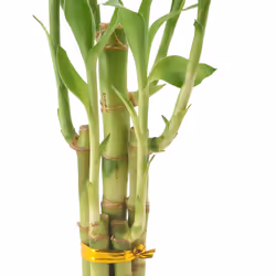 Arcadia Garden Products 5-Stem Lucky Bamboo  Live Indoor Plant in Dimension II Ceramic Planter for Home  Work  or Gift  Black ***Cannot Ship to Hawaii
