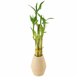 Arcadia Garden Products 5-Stem Lucky Bamboo  Live Indoor Plant in Dimension II Ceramic Planter for Home  Work  or Gift  Tan * ...