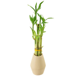 Arcadia Garden Products 5-Stem Lucky Bamboo  Live Indoor Plant in Dimension II Ceramic Planter for Home  Work  or Gift  Tan ***Cannot Ship to Hawaii**
