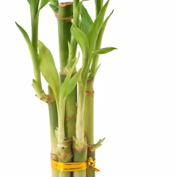 Arcadia Garden Products 5-Stem Lucky Bamboo  Live Indoor Plant in Dimension II Ceramic Planter for Home  Work  or Gift  Tan ***Cannot Ship to Hawaii**