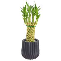Arcadia Garden Products LV36 Tornado Lucky Bamboo  Live Indoor Plant in Classica 2.0 Ceramic Planter for Home  Work  or Gift  ...