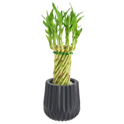 Arcadia Garden Products LV36 Tornado Lucky Bamboo  Live Indoor Plant in Classica 2.0 Ceramic Planter for Home  Work  or Gift  Black