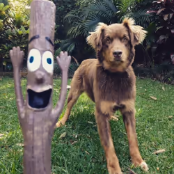 DOOG DS01 dog/cat toy