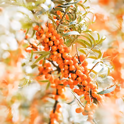 Weleda Sea Buckthorn Hand Cream  1.7 Ounce