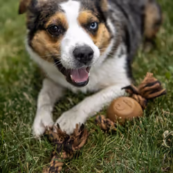 Carhartt Pet Toys Rubber Ball Dog Rope Pull  Durable Pull for Dogs  Carhartt Brown/Dark Brown