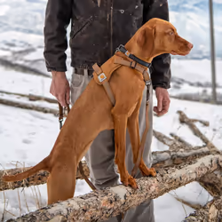 Carhartt Nylon Duck No Pull Dog Harness  Fully Adjustable Dog Harness with Quick Control Handle and Reflective Accents  Deep Wine  Large