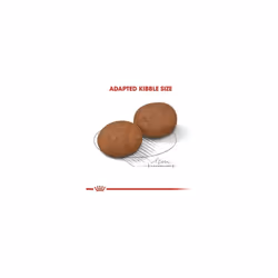 Royal Canin Medium Adult 7+ Dry Dog Food 4kg