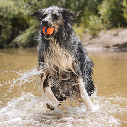 ChuckIt! Ultra Ball Dog Toy Ball Durable Rubber Dog Ball High Bounce Floating Chuck It Launcher Compatible Toy Balls For Dogs, 1 Pack, Large