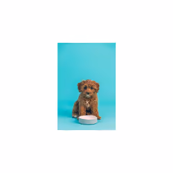 Mason Cash Linear Grey Stoneware Pet Bowl, 13 cm (Pack of 3)
