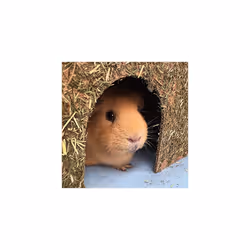 Rosewood Naturals Large Carrot Cottage for Small Animals - Edible Toy, Hay House, Den and Hideout for Rabbits, Guinea Pigs and Chinchillas