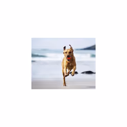 Chuckit! Fetch Ball Dog Toy, Durable Rubber Dog Balls, Launcher Thrower Compatible Interactive Toys for Dogs for Boredom, Medium, Pack of 2