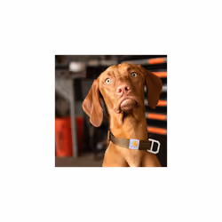 Carhartt Unisex's Dog Collar, Black, L