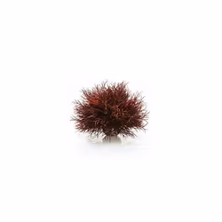 biOrb Aquatic Sea Lily Plant - Red Aquarium Plant