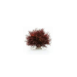 biOrb Aquatic Sea Lily Plant - Red Aquarium Plant