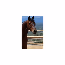 Wahl Equine Grooming Brush, Soft Bristles