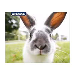 Ancol Ergo Animal Slicker Brush, Grey/yellow, Small