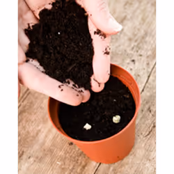 6 Large Plastic Plant Pot 17cm 7Inch Cultivation Pot Terracotta Colour