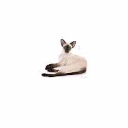 Royal Canin Siamese Cat Digestive & Urinary Health Glossy Coat 4kg
