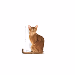 Royal Canin Savour Exigent Cat Food Urinary Health Ideal Weight 10kg