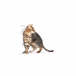 Outdoor Cat Ageing 7+ Dry Mix 400 g