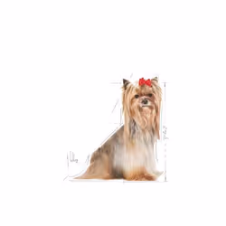 Royal Canin Yorkshire Terrier 8+ 1.5 kg Adult Corn, Fish, Poultry, Rice, Vegetable