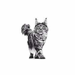 Early Renal Feline - 400g - Additional view 3