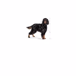 Royal Canin CCN Maxi Sterilised Dog Healthy Weight Management 12kg