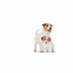 Royal Canin Mini Starter Mother & Babydog Food Nutritional Needs 8kg