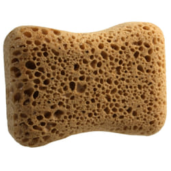 Carlinea 3221320110126 sponge Brown 1 pc(s)