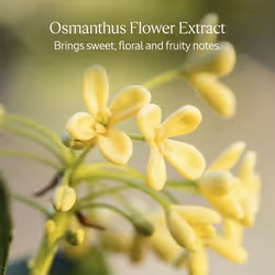 L'OCCITANE Osmanthus Perfumed Soap: Crafted with Coconut Oil and Sunflower Oil  Elegantly Scented  Cleanse Skin  Vegan