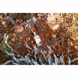 L'Occitane White Lavender 50 ml Women