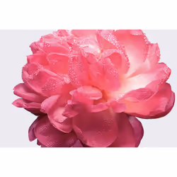 Dior Miss Absolutely Blooming Eau De Parfum 100 ml
