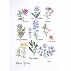 DMC Cross Stitch Kit Herbs by Nathalie Weinzaepflen - Advanced