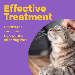Bob Martin Clear | Spot On Wormer for Cats & Kittens | 100% Effective Tapeworm Treatment (4 Pipettes)