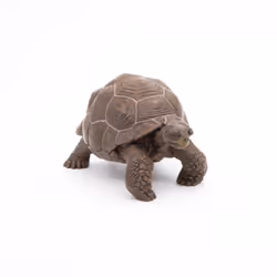 Papo Galápagos Tortoise - Additional view 5