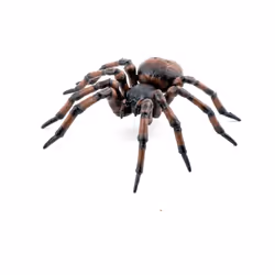 PAPO Wild Life in the Garden Common Spider Toy Figure - 50292