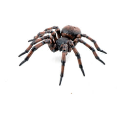 PAPO Wild Life in the Garden Common Spider Toy Figure - 50292