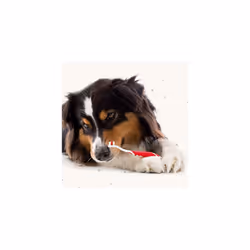 Toothbrush Toothpaste Dental Care Kit For Dogs Cats Includes a DoubleEnded Toothbrush LiverFlavoured Enzymatic Toothpaste 100g Tube