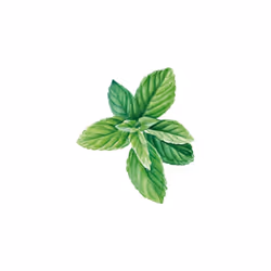 Deodorant Stick Eucalyptus & Peppermint, alcohol & aluminium free, 24hr long-lasting protection, 100% natural essential oils, organic, vegan, - Additional view 2