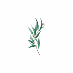 Deodorant Stick Eucalyptus & Peppermint, alcohol & aluminium free, 24hr long-lasting protection, 100% natural essential oils, organic, vegan, - Additional view 3